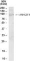 Rho guanine nucleotide exchange factor 4 antibody, NB100-1316, Novus Biologicals, Western Blot image 