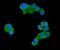 Ubiquitin Associated Protein 2 Like antibody, A07183-3, Boster Biological Technology, Immunofluorescence image 