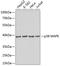 Mitogen-Activated Protein Kinase 13 antibody, 18-649, ProSci, Western Blot image 