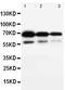 CD34 antibody, PA5-78978, Invitrogen Antibodies, Western Blot image 