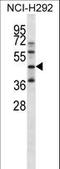 Kruppel Like Factor 1 antibody, LS-C165550, Lifespan Biosciences, Western Blot image 
