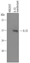 Interleukin 33 antibody, AF3626, R&D Systems, Western Blot image 