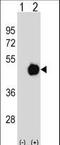 Protein Phosphatase Methylesterase 1 antibody, LS-C158710, Lifespan Biosciences, Western Blot image 