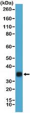  antibody, NBP2-77412, Novus Biologicals, Western Blot image 