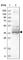 Tetratricopeptide Repeat Domain 1 antibody, HPA036557, Atlas Antibodies, Western Blot image 