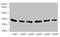 Eukaryotic Translation Initiation Factor 2B Subunit Alpha antibody, LS-C675697, Lifespan Biosciences, Western Blot image 