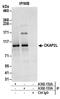 Cytoskeleton Associated Protein 2 Like antibody, A302-152A, Bethyl Labs, Immunoprecipitation image 