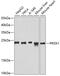 Peroxiredoxin 1 antibody, 18-342, ProSci, Western Blot image 