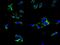 Tripartite Motif Containing 6 antibody, A02016-1, Boster Biological Technology, Immunofluorescence image 