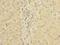 Phosducin Like 2 antibody, LS-C378379, Lifespan Biosciences, Immunohistochemistry frozen image 