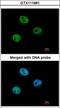 MutS Homolog 6 antibody, GTX111661, GeneTex, Immunofluorescence image 