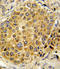 PLG antibody, LS-C100898, Lifespan Biosciences, Immunohistochemistry frozen image 