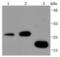 Tyrosine 3-Monooxygenase/Tryptophan 5-Monooxygenase Activation Protein Theta antibody, NBP2-67866, Novus Biologicals, Western Blot image 