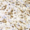 MAGE Family Member A1 antibody, LS-C346090, Lifespan Biosciences, Immunohistochemistry frozen image 