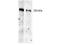 Tgn antibody, TA319577, Origene, Western Blot image 