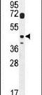 DTW Domain Containing 2 antibody, PA5-23867, Invitrogen Antibodies, Western Blot image 