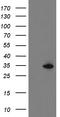 Src-like-adapter 2 antibody, TA505078, Origene, Western Blot image 