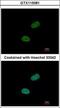Sushi Repeat Containing Protein X-Linked antibody, GTX115081, GeneTex, Immunofluorescence image 