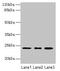 Mitochondrial Ribosomal Protein L58 antibody, CSB-PA613490HA01HU, Cusabio, Western Blot image 