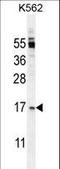 TNF Superfamily Member 4 antibody, LS-C160077, Lifespan Biosciences, Western Blot image 