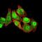 RAN, Member RAS Oncogene Family antibody, NBP2-61832, Novus Biologicals, Immunofluorescence image 