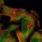 Caprin Family Member 2 antibody, PA5-58913, Invitrogen Antibodies, Immunofluorescence image 