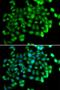 Apolipoprotein B MRNA Editing Enzyme Catalytic Subunit 3C antibody, LS-C334357, Lifespan Biosciences, Immunofluorescence image 