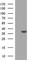 Caspase 7 antibody, TA590426, Origene, Western Blot image 