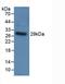 Toll Like Receptor 5 antibody, LS-C296704, Lifespan Biosciences, Western Blot image 