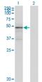 TN-X antibody, H00007148-M01, Novus Biologicals, Western Blot image 