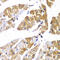 Protein Phosphatase 1 Regulatory Subunit 12A antibody, 22-417, ProSci, Immunohistochemistry frozen image 