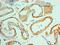 MYC Binding Protein antibody, MBS1498277, MyBioSource, Immunohistochemistry paraffin image 