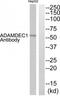 ADAM Like Decysin 1 antibody, TA315381, Origene, Western Blot image 