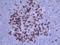 KI-67 antibody, TA336568, Origene, Immunohistochemistry frozen image 