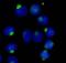 RAN Binding Protein 9 antibody, MA5-24763, Invitrogen Antibodies, Immunocytochemistry image 