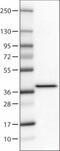 Syntaxin 7 antibody, NBP2-52893, Novus Biologicals, Western Blot image 