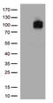 Prominin 1 antibody, TA813574, Origene, Western Blot image 