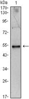 Interleukin 34 antibody, M06903, Boster Biological Technology, Western Blot image 