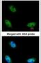 NOP2/Sun RNA Methyltransferase 6 antibody, PA5-21823, Invitrogen Antibodies, Immunofluorescence image 