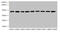 SH3 Domain Containing GRB2 Like, Endophilin B2 antibody, CSB-PA868296LA01HU, Cusabio, Western Blot image 