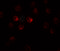 Tctex1 Domain Containing 1 antibody, 6951, ProSci, Immunofluorescence image 