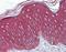 Histone Deacetylase 1 antibody, orb95091, Biorbyt, Immunohistochemistry paraffin image 
