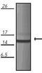 10 kDa heat shock protein, mitochondrial antibody, GTX13527, GeneTex, Western Blot image 