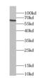 Cryptochrome Circadian Regulator 2 antibody, FNab02008, FineTest, Western Blot image 