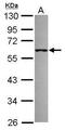 Tripartite Motif Containing 69 antibody, PA5-30911, Invitrogen Antibodies, Western Blot image 