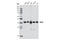 BUB3 Mitotic Checkpoint Protein antibody, 8195S, Cell Signaling Technology, Western Blot image 