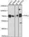 Nectin Cell Adhesion Molecule 2 antibody, 19-627, ProSci, Western Blot image 