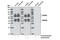 Protein Tyrosine Phosphatase Non-Receptor Type 5 antibody, 5659S, Cell Signaling Technology, Western Blot image 