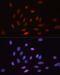 Growth Arrest And DNA Damage Inducible Alpha antibody, 16-952, ProSci, Immunofluorescence image 