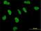 Mediator Complex Subunit 1 antibody, H00005469-M01, Novus Biologicals, Immunofluorescence image 